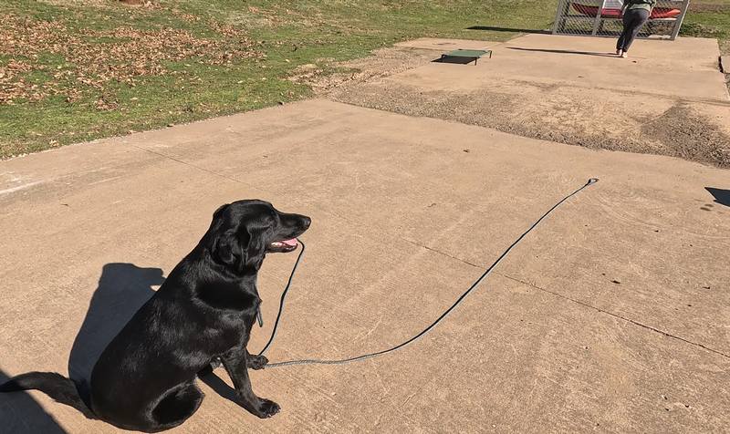 Labrador sit and stay training command