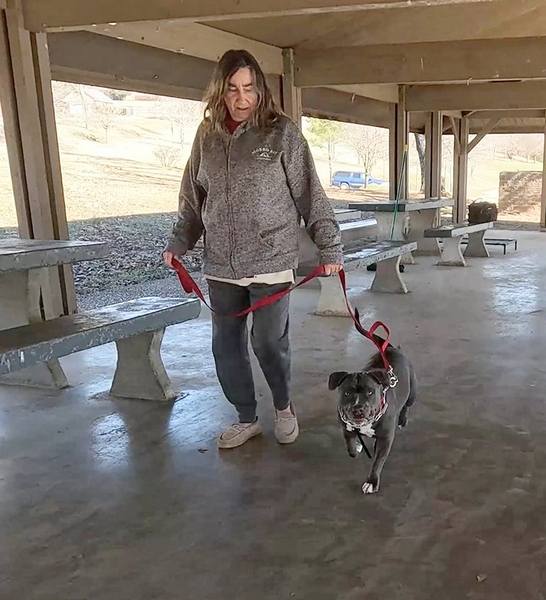 American Bully at heel