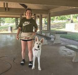 White German Shepherd 'Ranger' Training Report