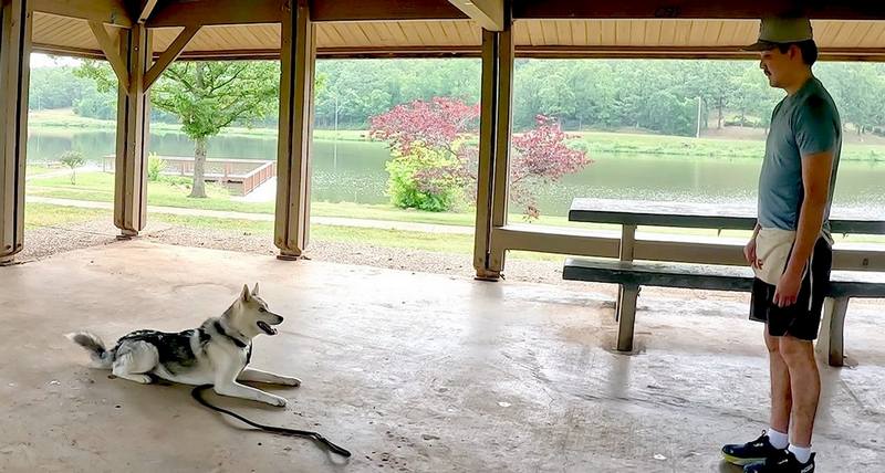 Husky training Down and stay command 