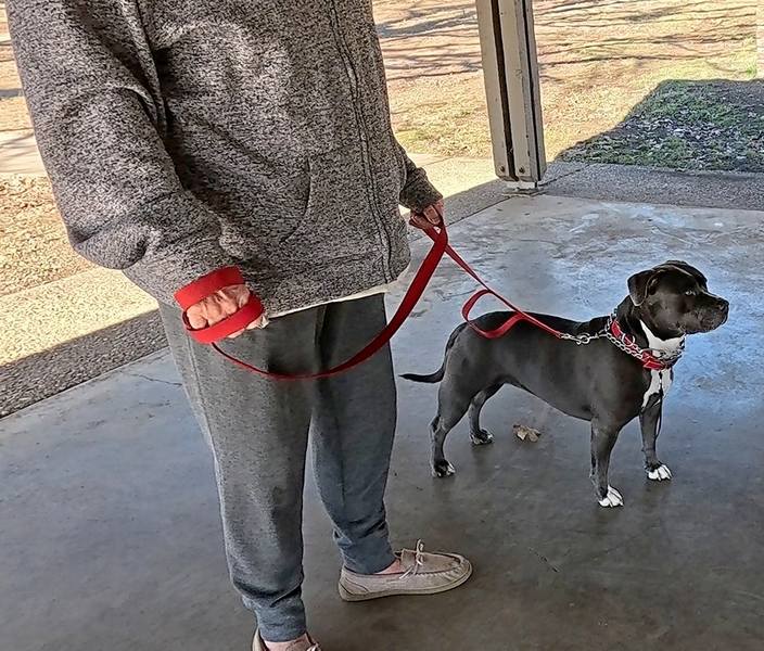 American Bully standing steady