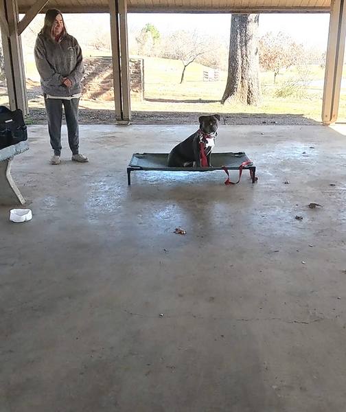 American Bully place command