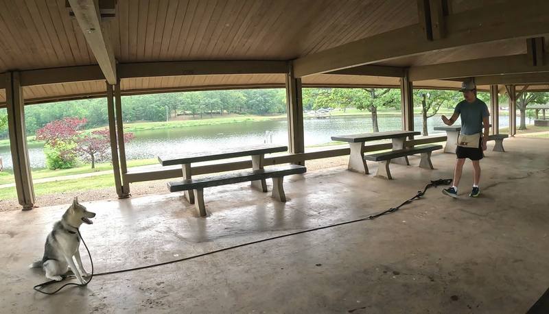 Husky sit and stay training command