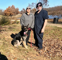 Working Line German Shepherd 'Simba' Training Report