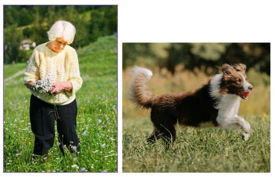 When Dogs And Their Owners Are ‘Mismatched’