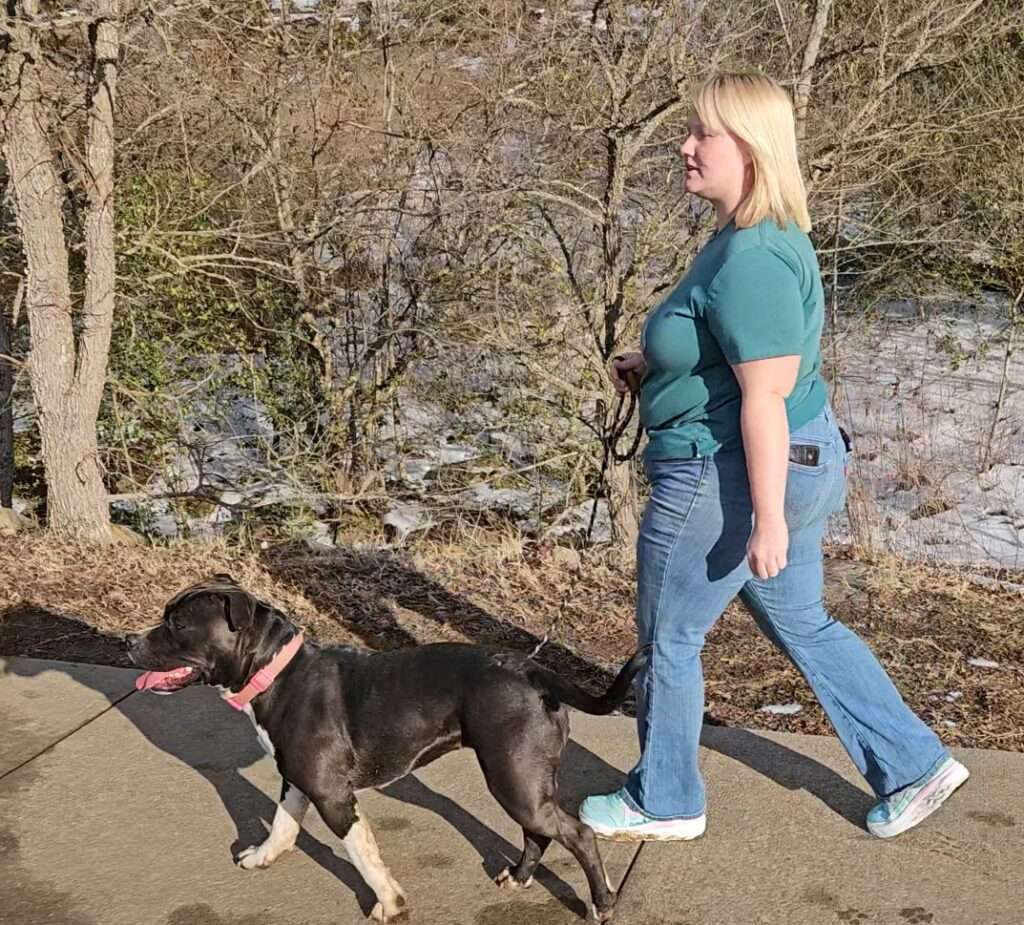 American Bully Walking Politely