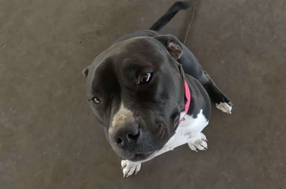 Sweet American Bully named 'V'