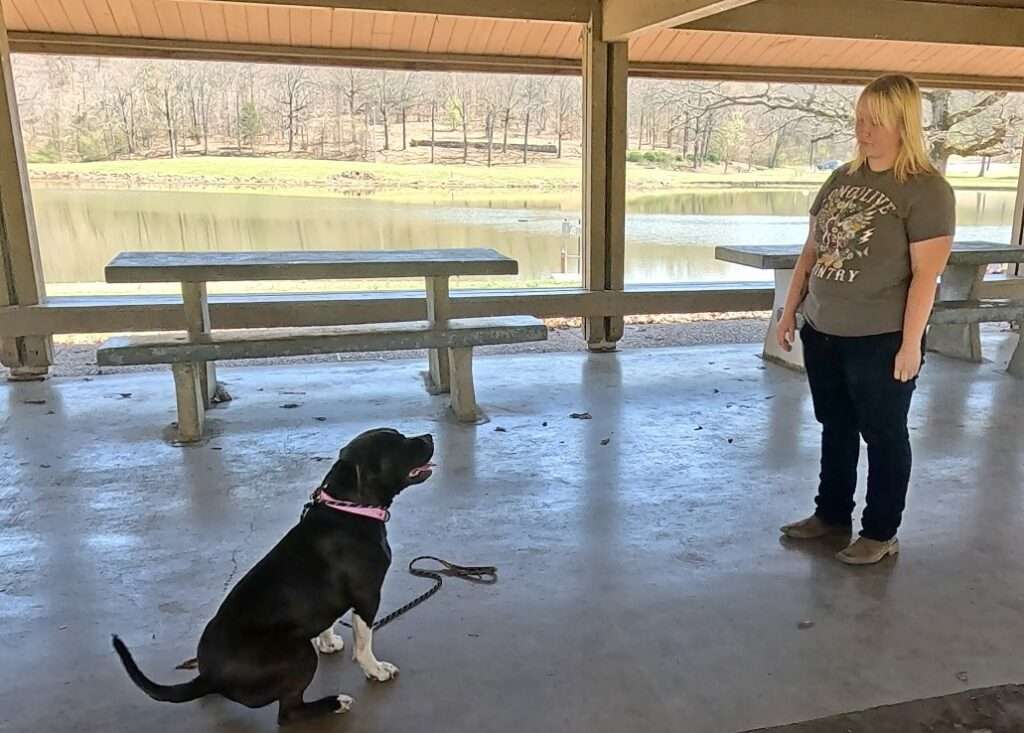 American Bully sit and stay