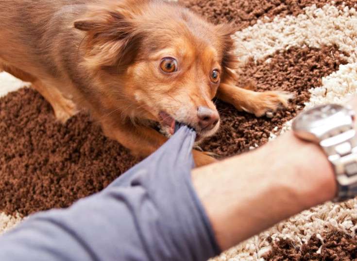 adolescent dog pulling on a sleeve