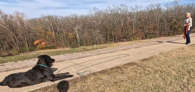 Complete Dog Obedience Training long leash work
