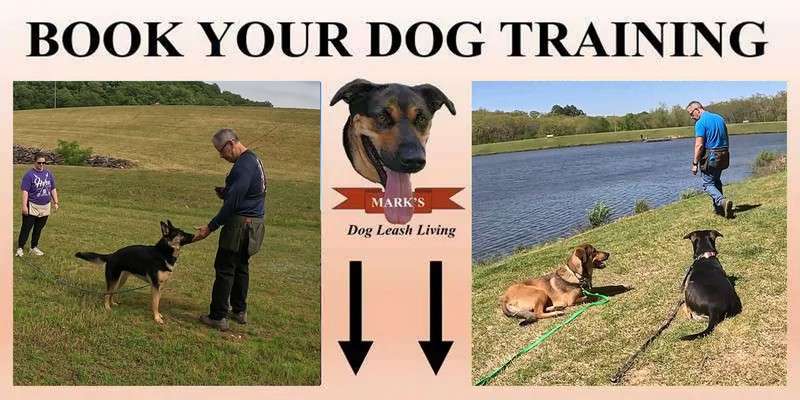 Schedule Dog Training With Mark's Dog Leash Living