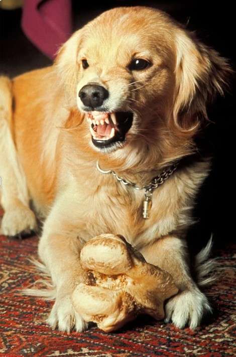 Resource guarding Golden Retriever