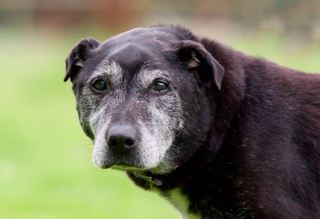 old dog behavior change