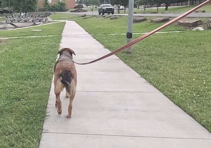 Long leash dog walking training session