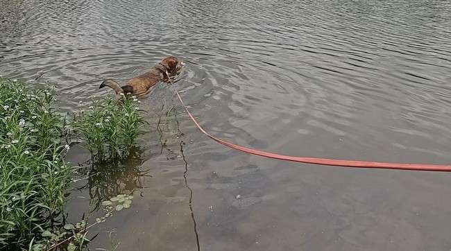 5 swim with long leash