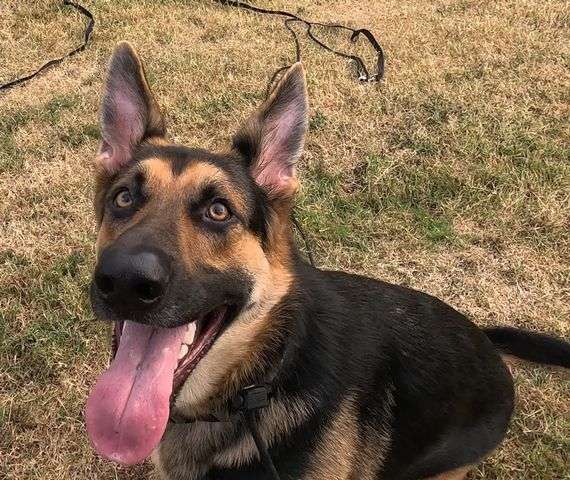 Ace Pose